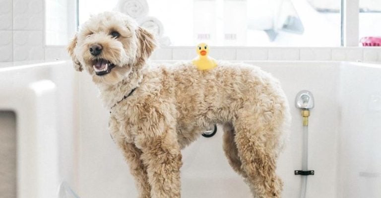 21 Things Every Responsible Dog Owner Does to Keep Their Pup Happy and Healthy
