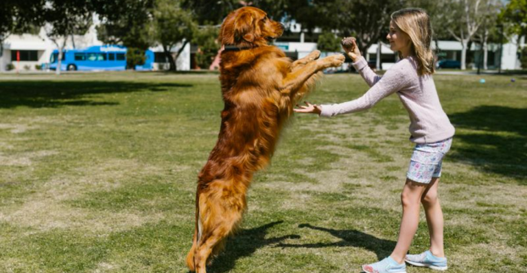 21 Dog Breed Stereotypes That Keep Leading Owners Astray