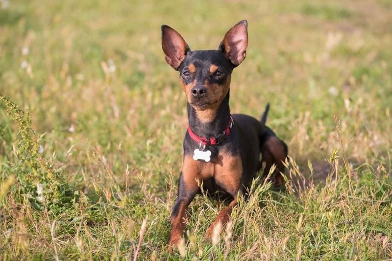 Miniature Pinscher