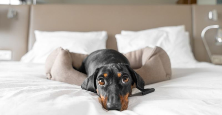22 Dog Breeds That Tend to Whine A Lot