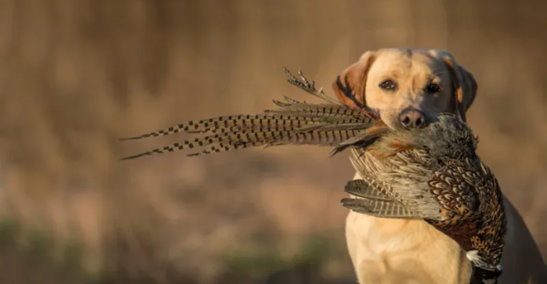 22 Hard-Working Hunting Dog Breeds That Are Built for the Field
