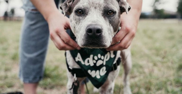 22 Common Shelter Dog Myths That Rescue Workers Are Tired of Hearing