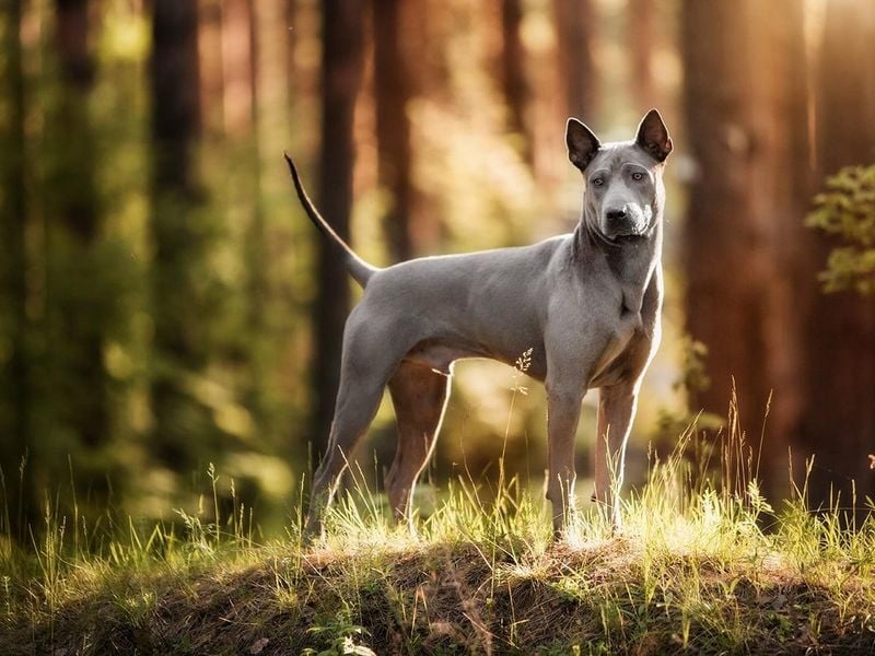 Thai Ridgeback: Ancient Guardian With a Distinctive Back