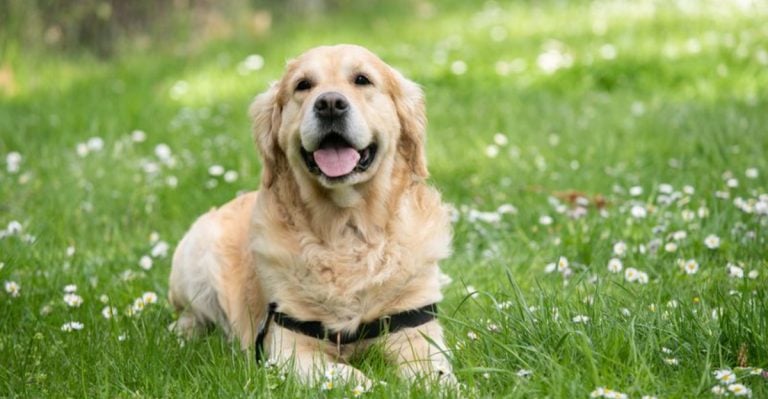 23 Dogs That Get Calmer With Age (Unlike Your Neighbor’s Chihuahua)
