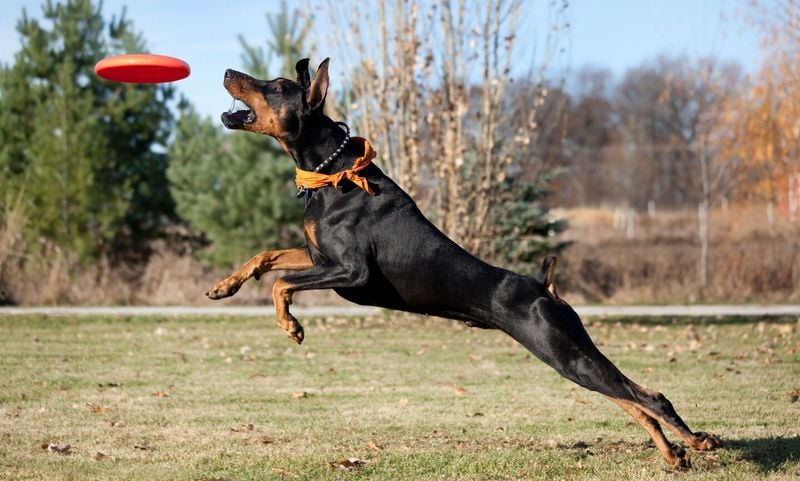 Doberman Pinscher