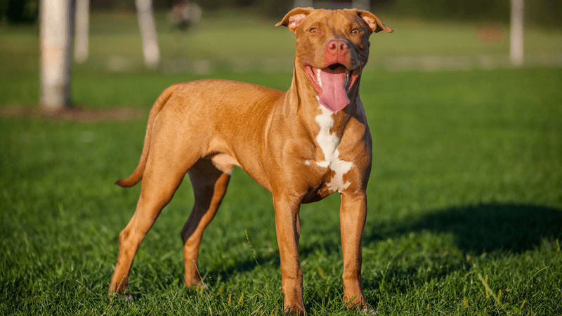 American Pit Bull Terriers: Misunderstood and Overlooked