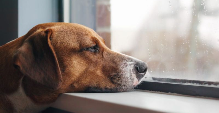 24 Things You Should Never Do When Leaving Your Dog Alone (Number 12 Is Dangerous)