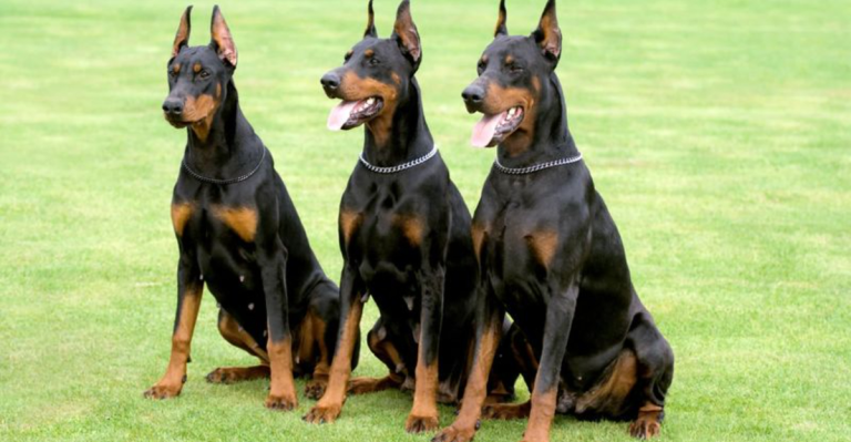 25 Dog Breeds That Think Of Guard Duty As Their Job
