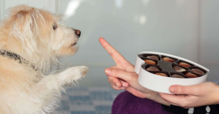 25 Everyday Items That Could Poison Your Dog (And You Probably Have Them at Home)