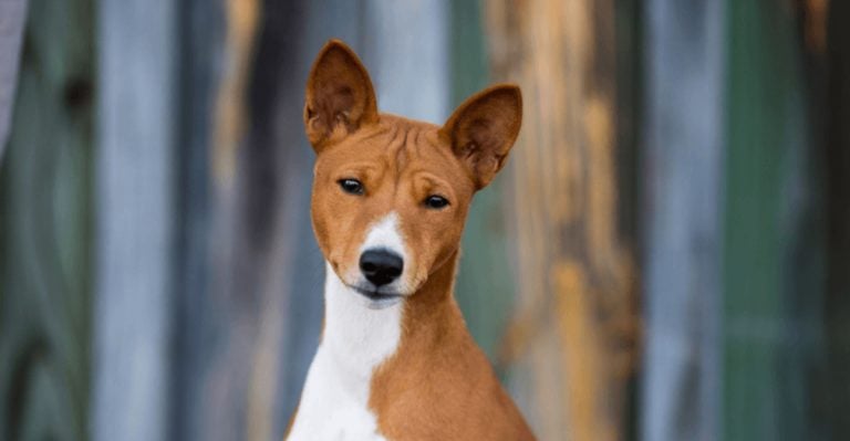 25 Dog Breeds That Are Incredibly Tough to Manage in a Domestic Setting