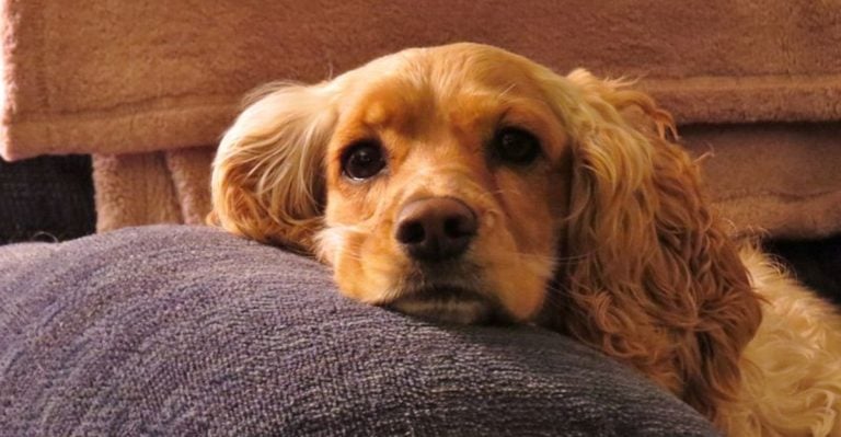 25 Dogs That’ll Make You Feel Guilty Every Time You Leave the House