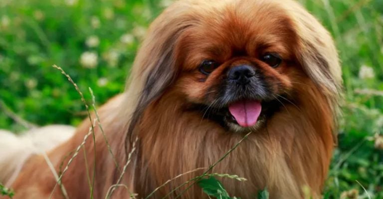 25 Small Dog Breeds That Get Along Great with Cats