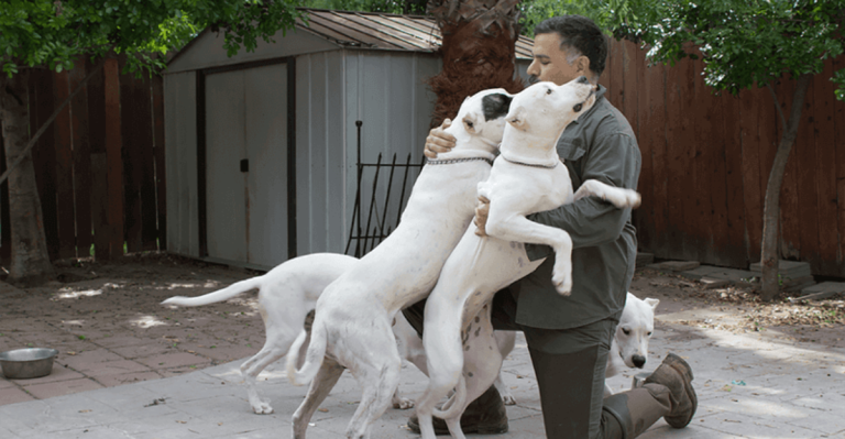 26 Dog Breeds You Shouldn’t Own Unless You’re a Pro Trainer