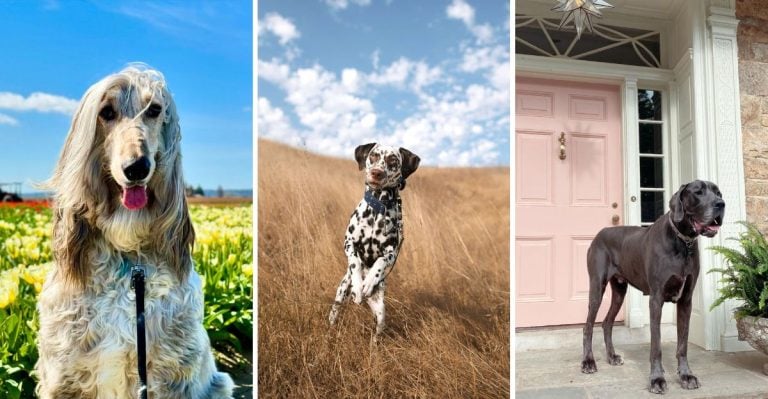 26 High-Maintenance Dog Breeds Only Experts Can Handle