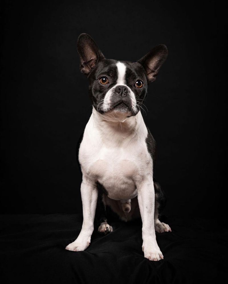 Boston Terrier