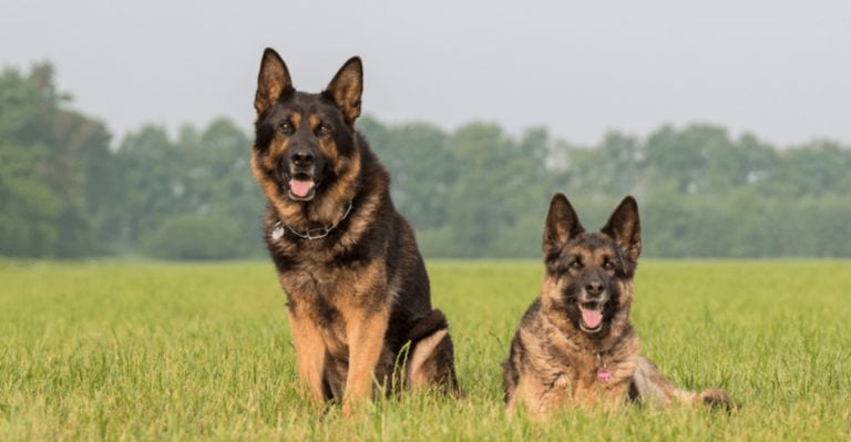 27 Dog Breeds With the Mightiest Bites—Here’s Who Tops the List