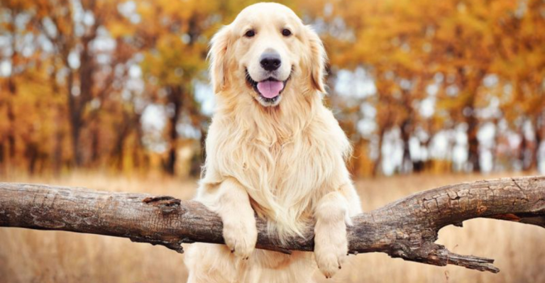 28 Dog Breeds Known For Their Unconditional Love And Affection