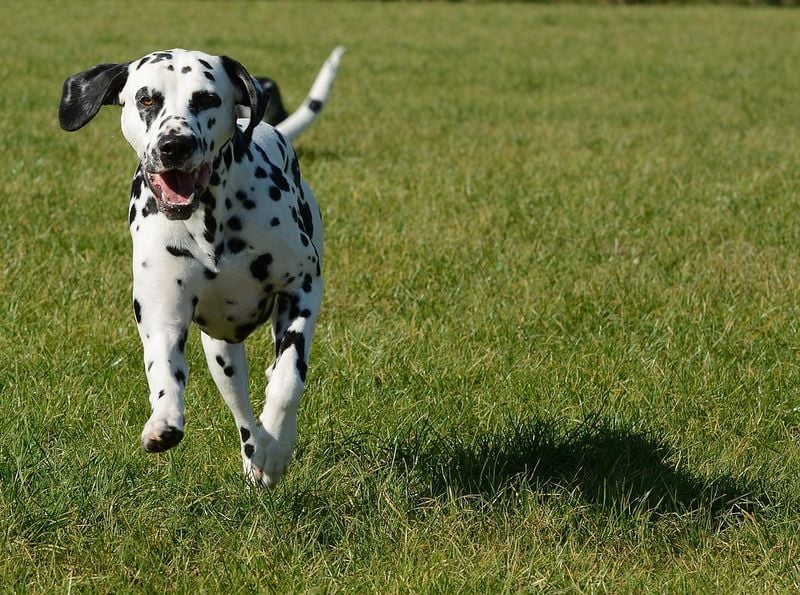 Dalmatian: Born to Follow the Road