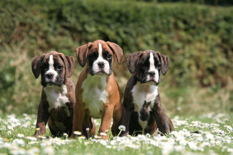 Boxer
