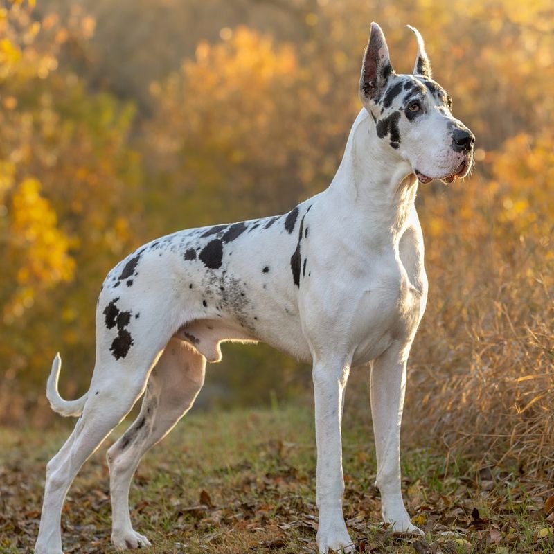Great Danes