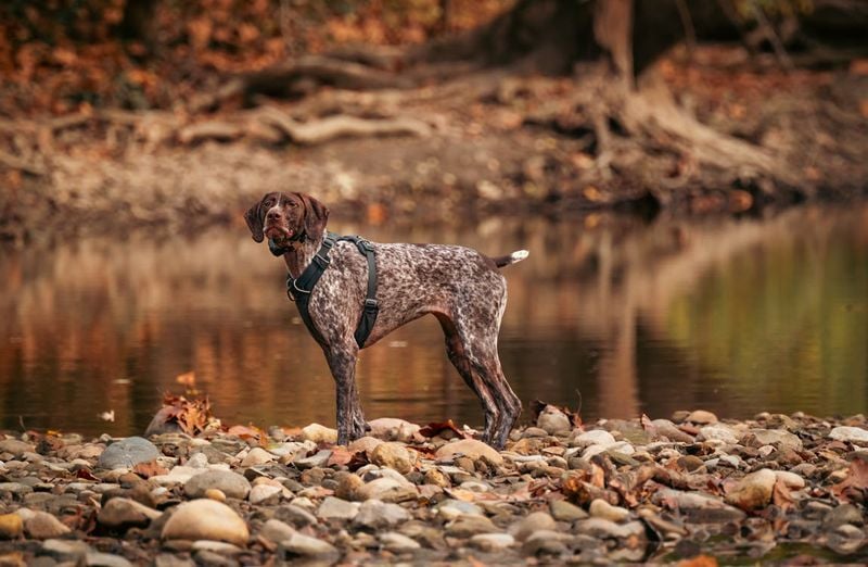 German Wirehaired Pointer