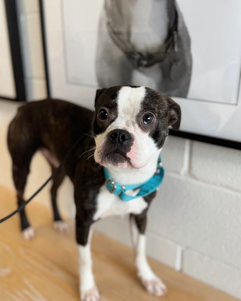 Boston Terrier