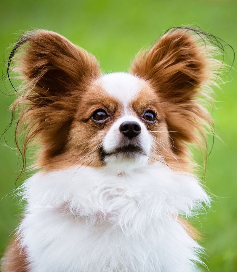 Papillons: Butterfly-Eared Joy Spreaders