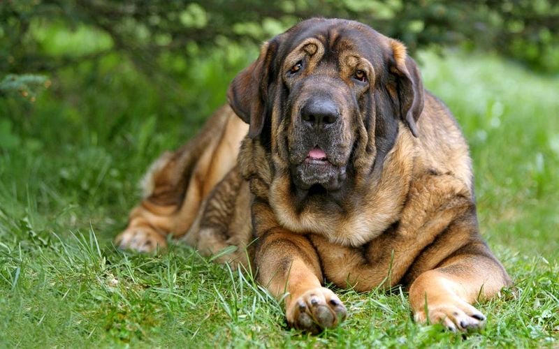 Spanish Mastiff