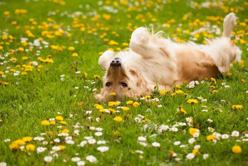 Embrace Their Doggy Nature