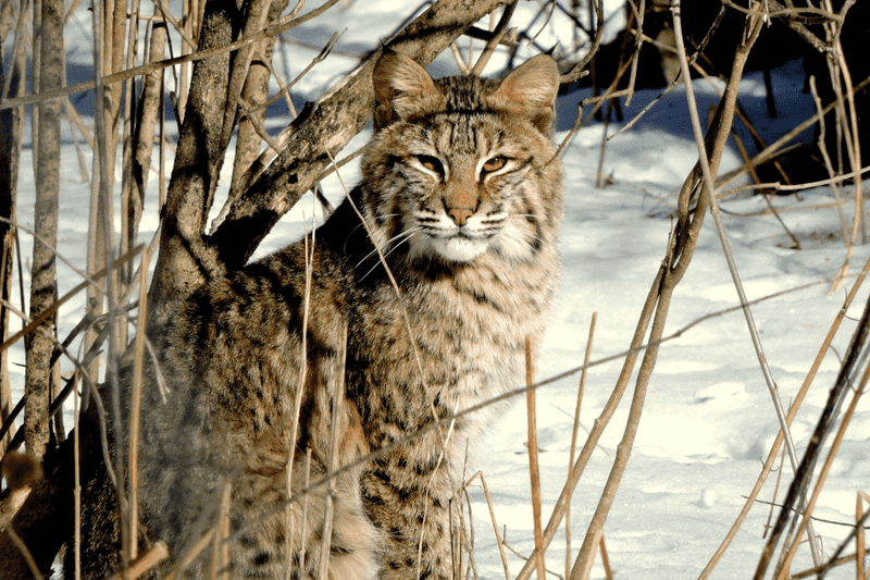 Bobcats