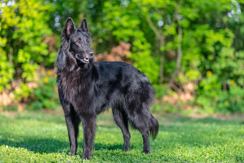 Belgian Shepherd (Groenendael)