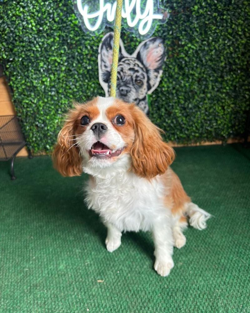 Cavalier King Charles Spaniels