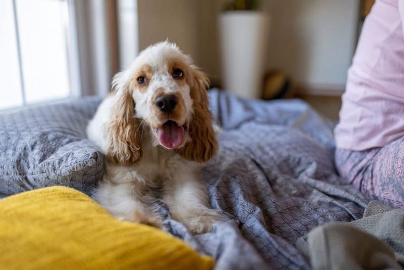 Excessive Panting (Without Exercise or Heat)
