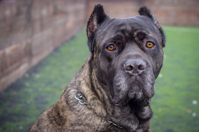Cane Corso: The Roman Warrior