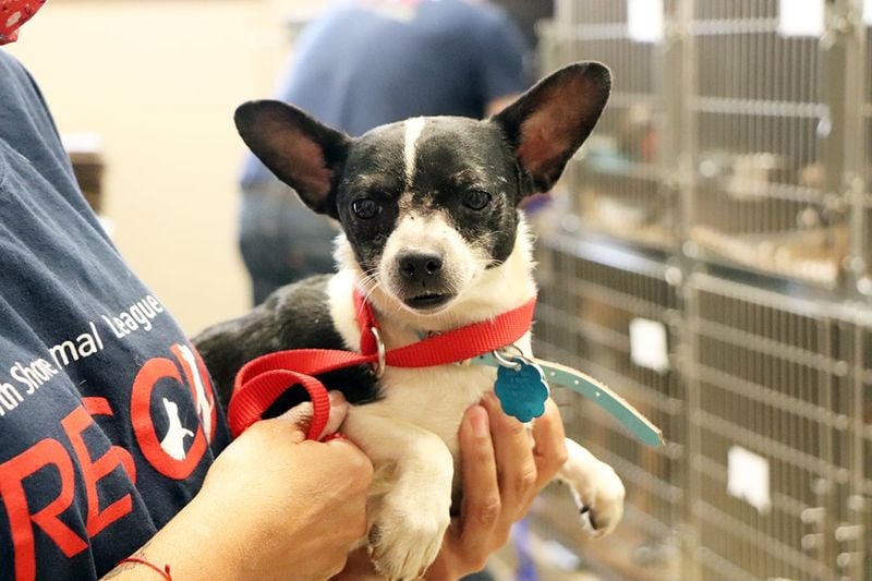 Chihuahua