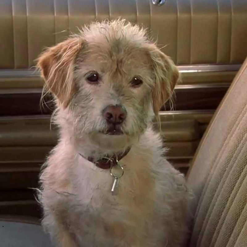 Baxter (Anchorman)