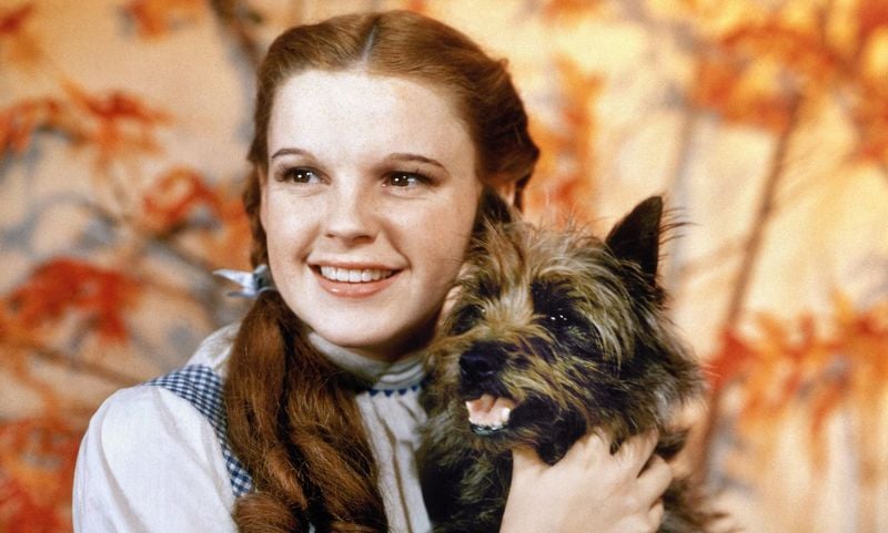 Toto (The Wizard of Oz)