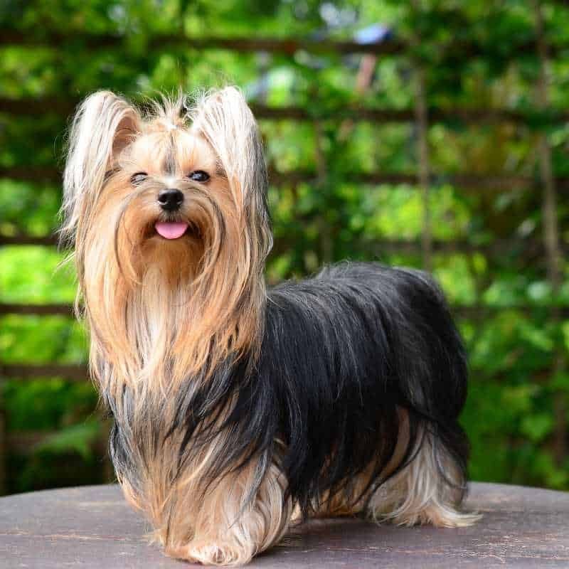 Yorkshire Terrier