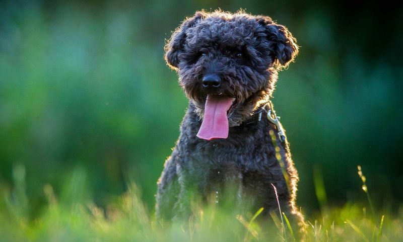 Pumi: Hungary's Whiskered Whirlwind