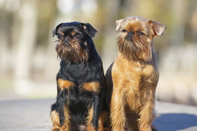 Brussels Griffon