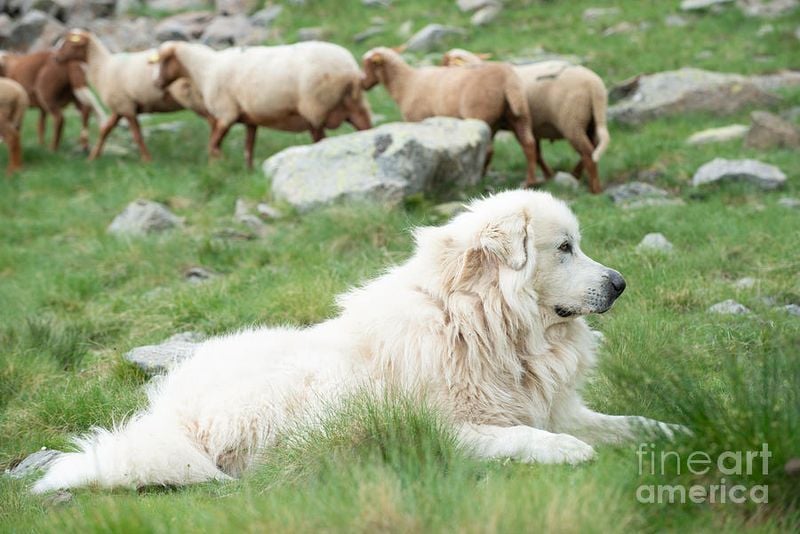 12. Great Pyrenees