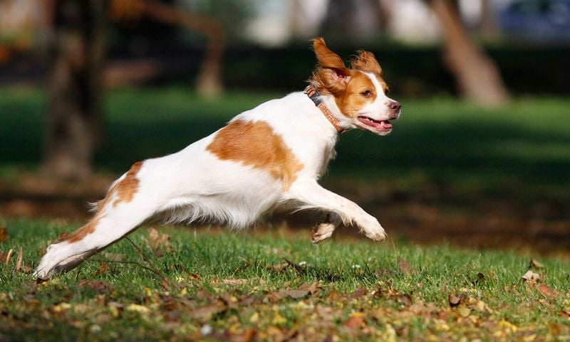 Brittany Spaniel