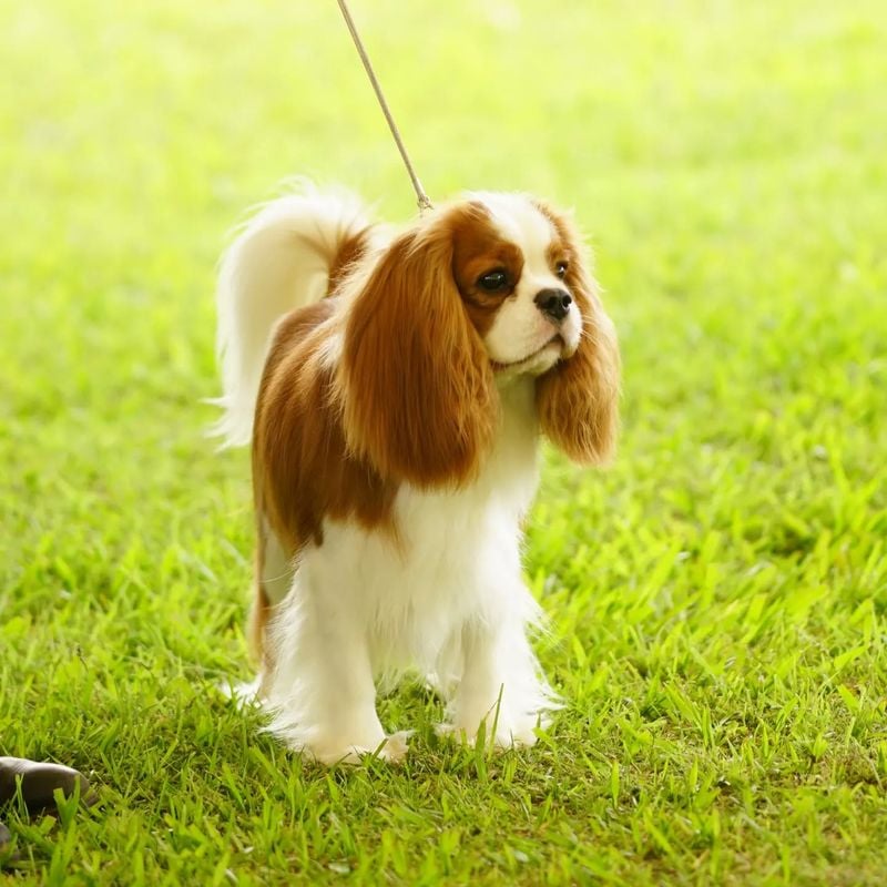 Cavalier King Charles Spaniels