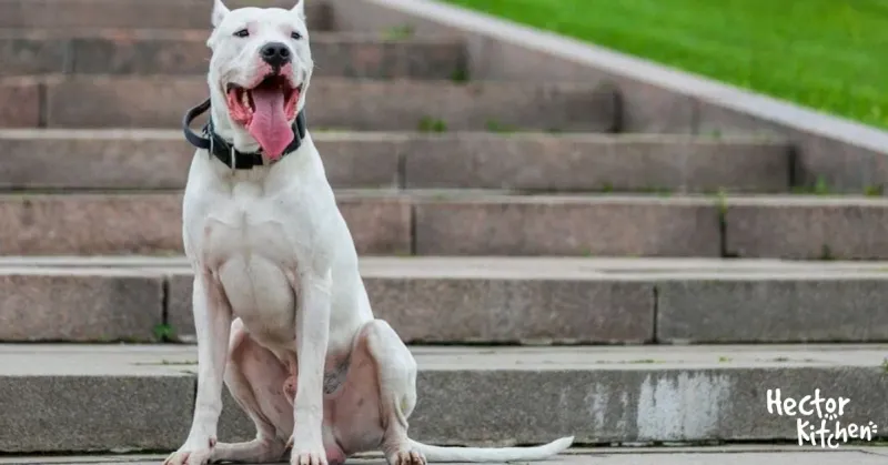 Dogo Argentino