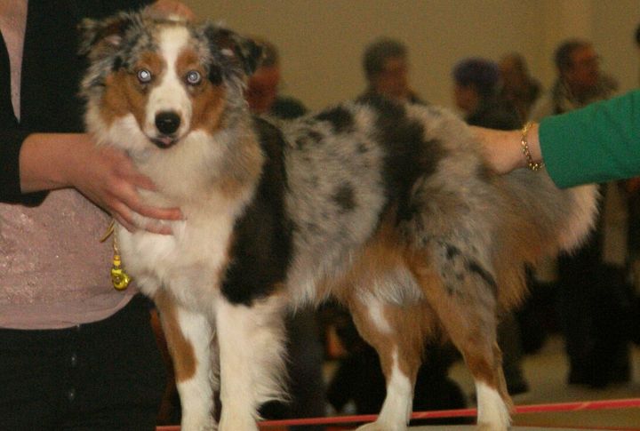 Recognized By AKC In 2015 After Careful Review
