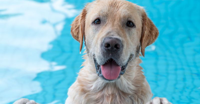 30 Big-Hearted Dog Breeds That Couldn’t Be Mean If They Tried