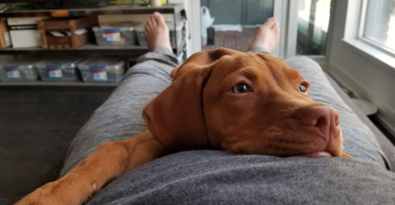 30 Dog Breeds Known for Their Boundless Love and Devotion