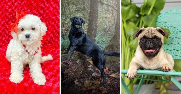 30 Dog Breeds So Friendly, They’ll Steal Your Heart (and Everyone Else’s Too)