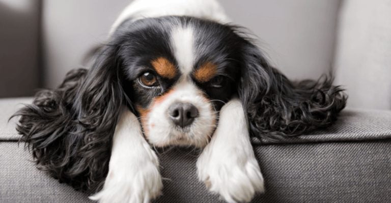 30 Dogs for People Who Want Company Without the Chaos