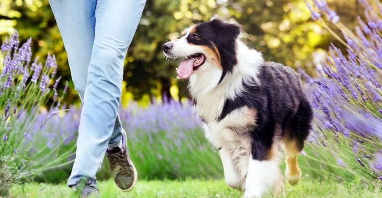 30 Little Things Your Dog Does That Are Actually Acts of Kindness